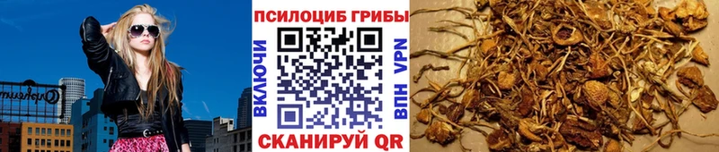 Купить где  Магас  Галлюциногенные грибы Psilocybine cubensis 